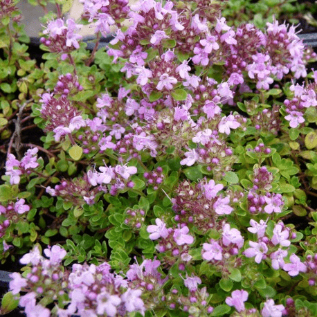 Des images de diff�rentes plantes